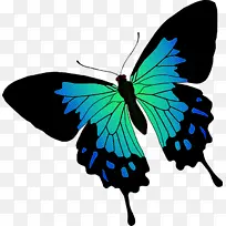 飞蛾和蝴蝶 蝴蝶 昆虫-空若网 飞蛾和蝴蝶 蝴蝶 昆虫-空若网