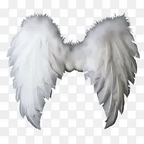 白色 翅膀 羽毛-空若网 白色 翅膀 羽毛-空若网