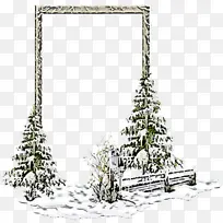 树 植物 冷杉-空若网 树 植物 冷杉-空若网