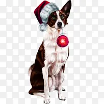 狗 边境牧羊犬 运动团体-空若网 狗 边境牧羊犬 运动团体-空若网