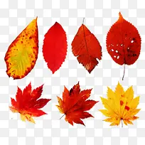 叶子 红色 橙色-空若网 叶子 红色 橙色-空若网