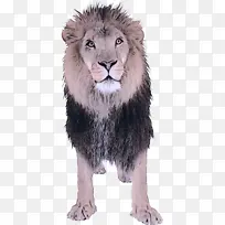 ʨ�� Ұ������ ��������-������