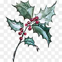 冬青 叶 美国冬青-空若网 冬青 叶 美国冬青-空若网