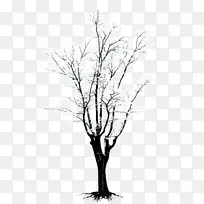 树木 树枝 木本植物-空若网 树木 树枝 木本植物-空若网