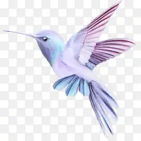 蜂鸟 鸟 喙-空若网 蜂鸟 鸟 喙-空若网