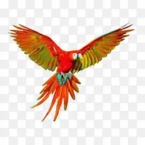 鸟 鹦鹉 翅膀-空若网 鸟 鹦鹉 翅膀-空若网