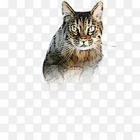 猫 小型到中型猫 胡须-空若网 猫 小型到中型猫 胡须-空若网