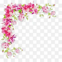 粉色 花朵 植物-空若网 粉色 花朵 植物-空若网