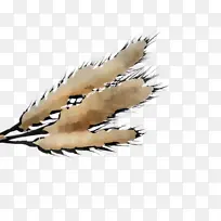 ��ë ��� ��ɫ-������