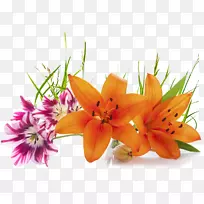 �л��ٺϳ��㽶Ҷ-������