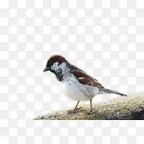 �� ˮ�ʻ� ����-������