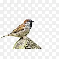 鸟 水彩画 油漆-空若网 鸟 水彩画 油漆-空若网