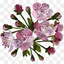 花 粉色 植物-空若网 花 粉色 植物-空若网