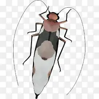 昆虫 肩膀 害虫-空若网 昆虫 肩膀 害虫-空若网