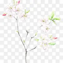 花 植物 树枝-空若网 花 植物 树枝-空若网