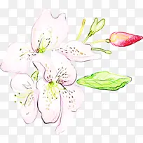 花 植物 花瓣-空若网 花 植物 花瓣-空若网