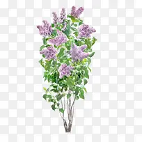 ���� ���� ޹�²�-������