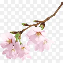 花 植物 花朵-空若网 花 植物 花朵-空若网