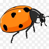 昆虫 叶甲虫 甲虫-空若网 昆虫 叶甲虫 甲虫-空若网