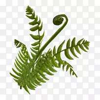 蕨类植物茎叶马尾蕨-空若网 蕨类植物茎叶马尾蕨-空若网