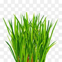 草 植物 绿色-空若网 草 植物 绿色-空若网