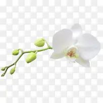 花 白色 植物-空若网 花 白色 植物-空若网