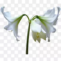切花百合花、颠茄花、白花-空若网 切花百合花、颠茄花、白花-空若网