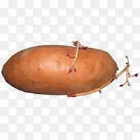 根类蔬菜 蔬菜 红薯-空若网 根类蔬菜 蔬菜 红薯-空若网