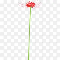 飓风百合 花 绿-空若网 飓风百合 花 绿-空若网