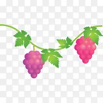 葡萄 水果 无籽水果-空若网 葡萄 水果 无籽水果-空若网