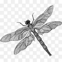 ����ʲô�����棿���ѳ��-��Ӭ-������