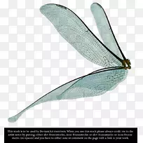 蜻蜓昆虫翅膀剪贴画-龙飞-空若网 蜻蜓昆虫翅膀剪贴画-龙飞-空若网