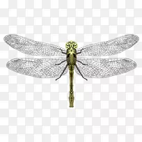 �����޼�׵���ﺦ���֫����-��Ӭ-������