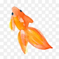 水彩鱼 橙子 金鱼-空若网 水彩鱼 橙子 金鱼-空若网