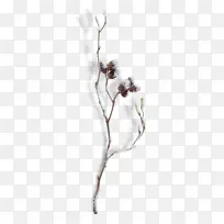 树枝 嫩枝 植物-空若网 树枝 嫩枝 植物-空若网