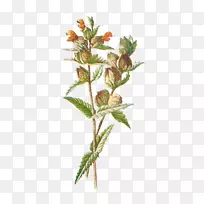 Ұ��������-ֲ��ѧ-������