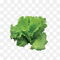 叶 叶菜 生菜-空若网 叶 叶菜 生菜-空若网