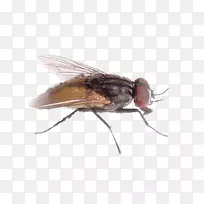 ��Ӭ�������-������