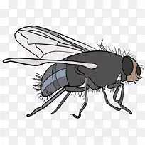 昆虫蜂蝇-空若网 昆虫蜂蝇-空若网