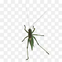 蕨类植物蝗虫蟋蟀无脊椎动物害虫蝗虫-空若网 蕨类植物蝗虫蟋蟀无脊椎动物害虫蝗虫-空若网