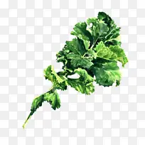 蔬菜 植物 叶子-空若网 蔬菜 植物 叶子-空若网