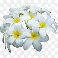 花蕾剪贴画-空若网 花蕾剪贴画-空若网