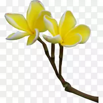 花电脑图标剪贴画-弗兰吉帕尼-空若网 花电脑图标剪贴画-弗兰吉帕尼-空若网