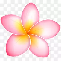 博客粉红花卉剪贴画-弗兰吉帕尼-空若网 博客粉红花卉剪贴画-弗兰吉帕尼-空若网