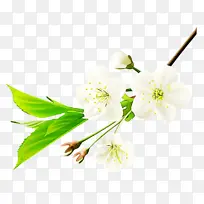 花 植物 枝条-空若网 花 植物 枝条-空若网