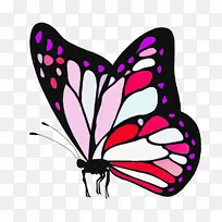 蝴蝶 辛西娅亚属 昆虫-空若网 蝴蝶 辛西娅亚属 昆虫-空若网