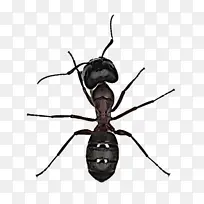 昆虫 害虫 木匠蚁-空若网 昆虫 害虫 木匠蚁-空若网
