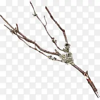 树枝 嫩枝 植物-空若网 树枝 嫩枝 植物-空若网