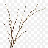 树枝 嫩枝 树-空若网 树枝 嫩枝 树-空若网