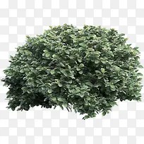 植物 叶子 草-空若网 植物 叶子 草-空若网